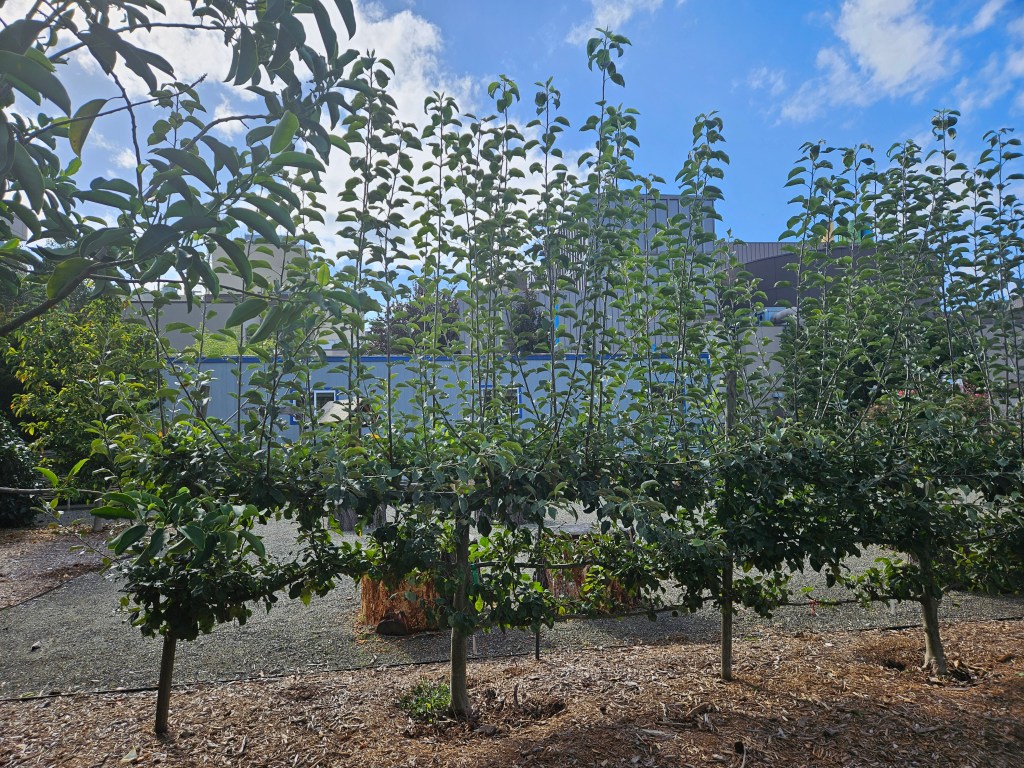 Apple espalier before pruning