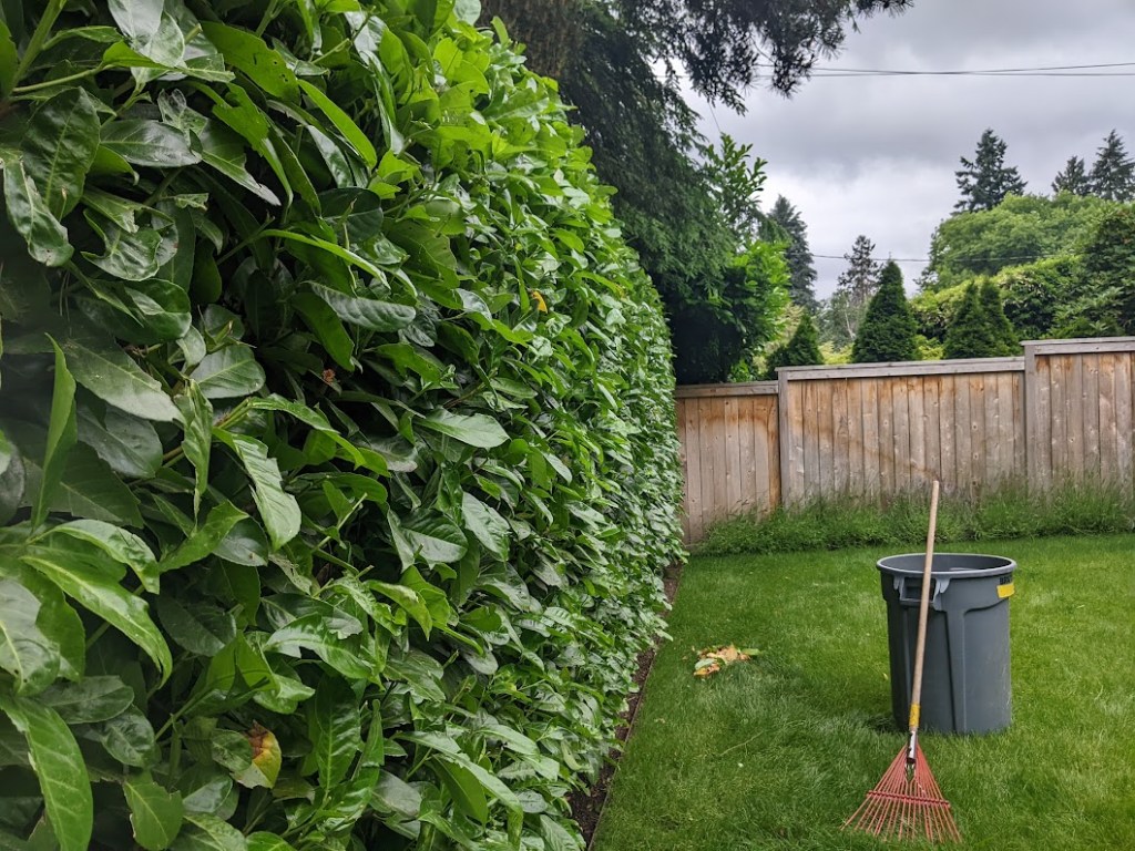 Sheared laurel hedge