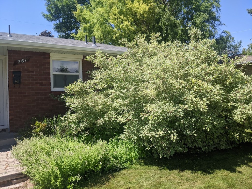 Cornus shrub before pruning