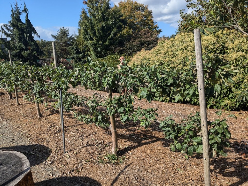 Apple espalier after pruning